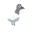 PoetsReap Pigeon